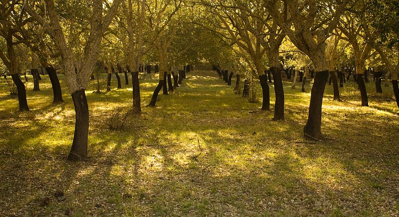 cork forrest 2.jpg